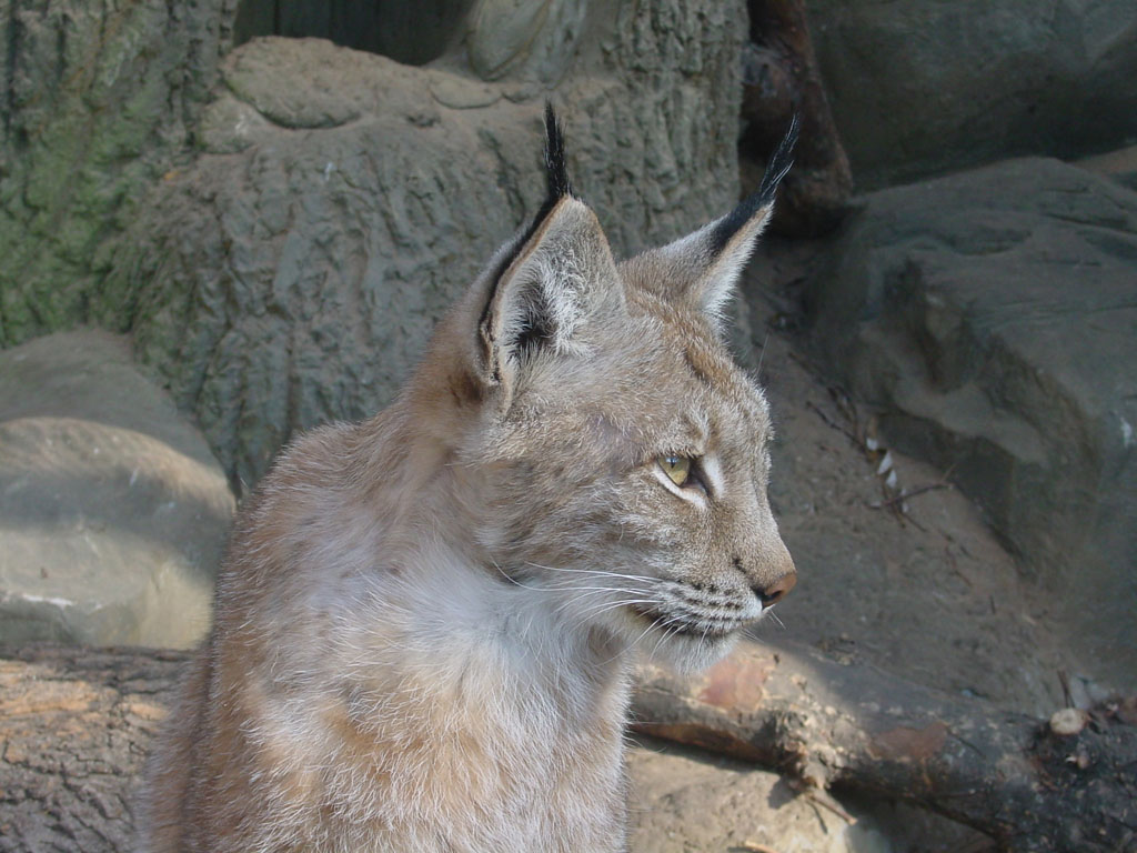 dsc06916_lynx2.jpg