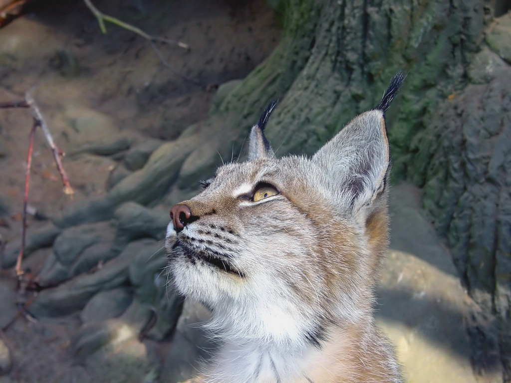 dsc06912_lynx1.jpg