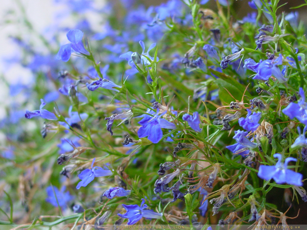 DSC01525_blue_flowers2.JPG