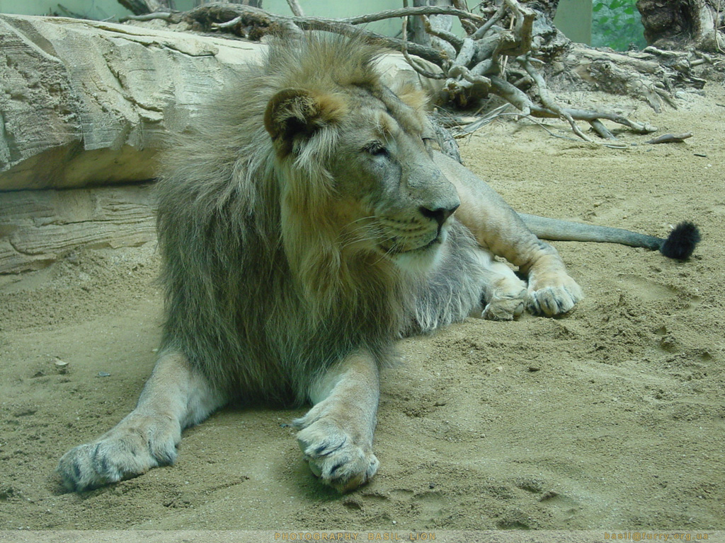 DSC01601_lion2.JPG