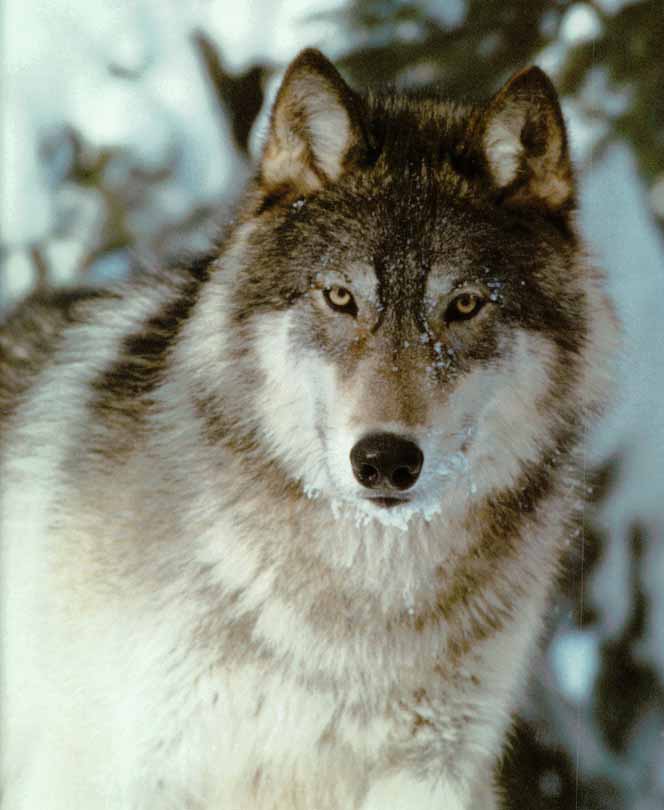 GrayWolf-01_FaceCloseup-InSnow.jpg