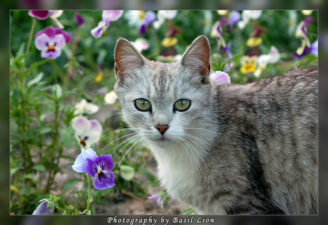 DSC_5308_Indian_Stray_Cat_web.jpg