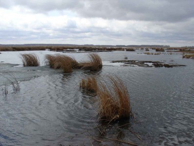 Boloto.jpg (83.42 КБ) 60762 просмотра Boloto.jpg