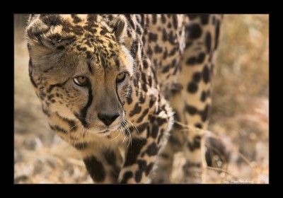 King_Cheetah_by_MrStickman.jpg