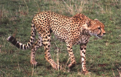 Cheetah_0073.jpg