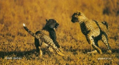 Cheetah br12.jpg
