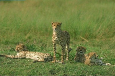 Cheetah 00014557.jpg