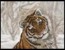 Tiger in winter.jpg