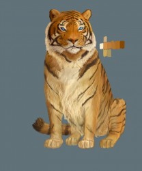 tiger_008.jpg