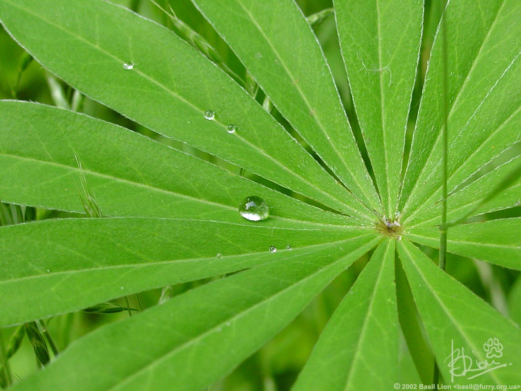 dsc05093_leaf_waterdrop.jpg