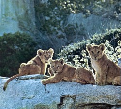 Lion-cubs_-03.jpg