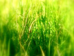 Nature_Fields_Deep_grass_005292_.jpg
