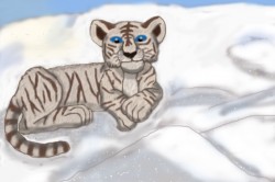 WhiteTigerCub.JPG