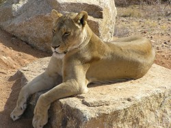 lioness on rock.JPG