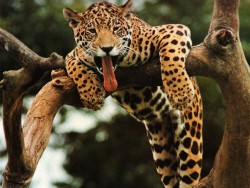 leopard005.jpg