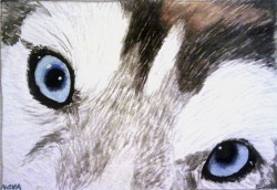 husky_s_eyes_by_betelgeuse_neva-d6cdluf.jpg