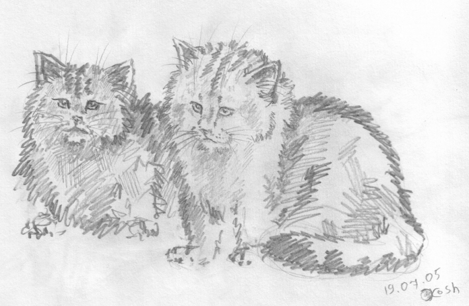 Котики