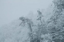 DSC_4456a.jpg