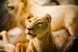 331999068_8cd616362d_o.jpg (953.78 КБ) 27569 просмотров http://www.flickr.com/photos/thomashawk/331999068/