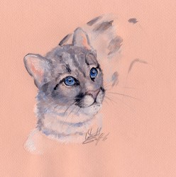 kote_cougar.jpg