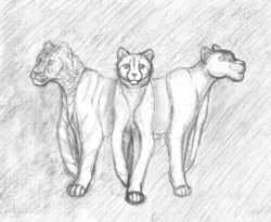 for_talana_sm.jpg (217.76 КБ) 19904 просмотра Ложные воплощения