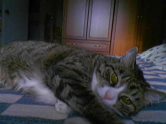 Мой кот.